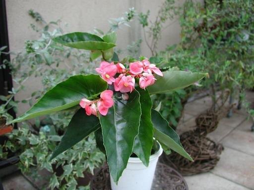 B. ‘Madam Chatarey’